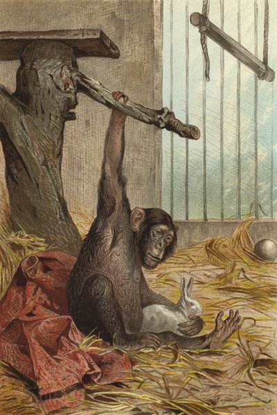 chimpanse af European School